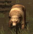 bear