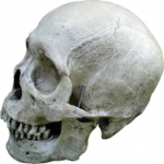 Череп человека (Skull Human)
