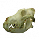 Череп волка (Skull Wolf)